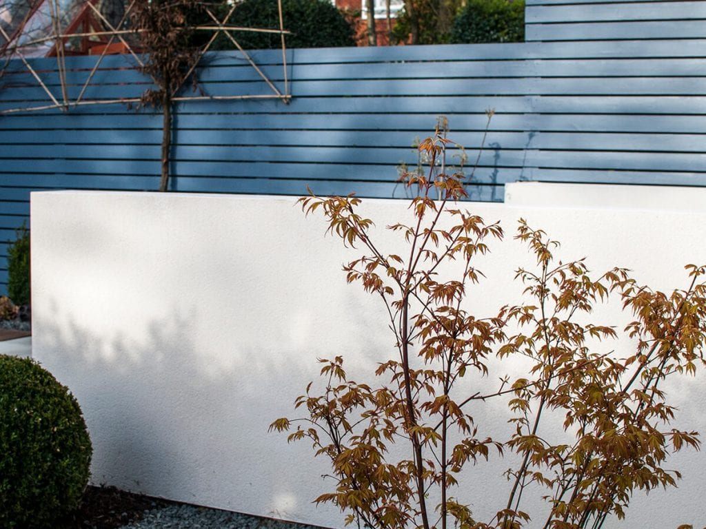 Private residence Heaton Moor view of white rendered wall and Acer Katsura with box balls, topiary, Little Greene Juniper Ash, pine tree, pleached hornbeam, white rendered wall and slatted fence.