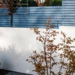 Private residence Heaton Moor view of white rendered wall and Acer Katsura with box balls, topiary, Little Greene Juniper Ash, pine tree, pleached hornbeam, white rendered wall and slatted fence.