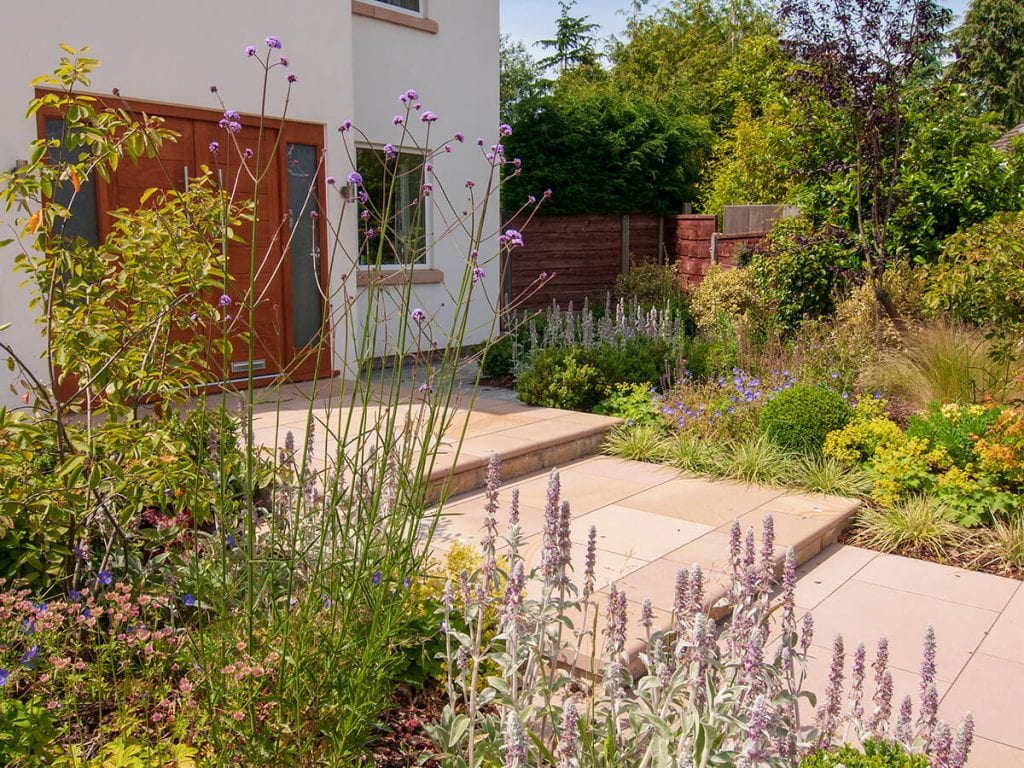 View of front garden designed by Natural Dimensions rising to front door including Carex Evergold, Acer, verbena boniarensis , Heuchera, stachys and buxus balls