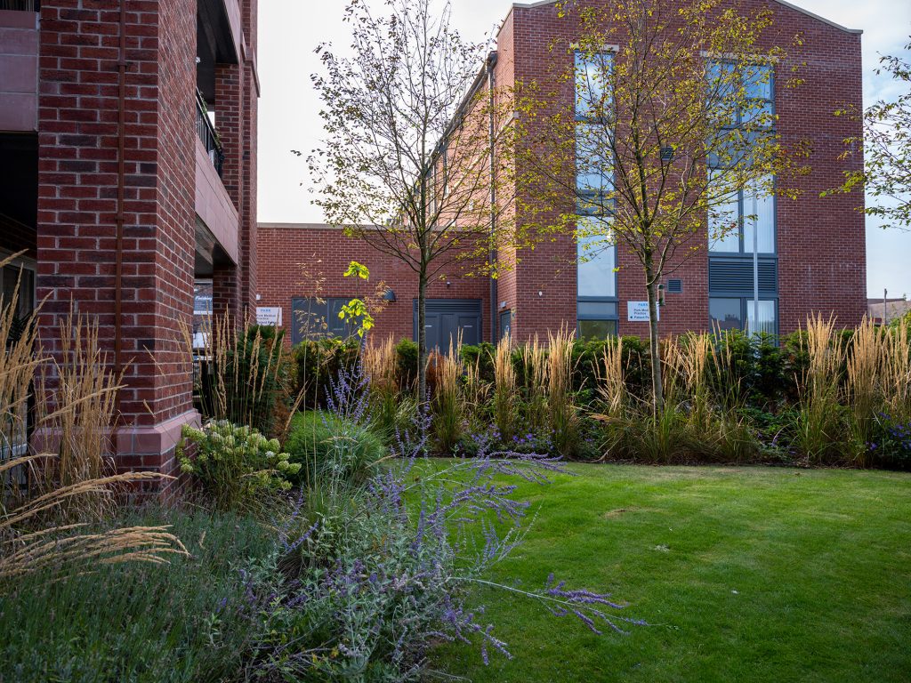 Perovskia in front of grasses and yew hedge